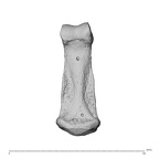 NH MER35 95 Gorilla gorilla gorilla hand phalanx fourth middle right palmar