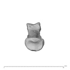 NH MER35 95 Gorilla gorilla gorilla hand phalanx fourth middle right proximal