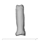 NH MER35 95 Gorilla gorilla gorilla hand phalanx fourth proximal right dorsal