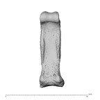 NH MER35 95 Gorilla gorilla gorilla hand phalanx fourth proximal right palmar