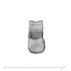 NH MER35 95 Gorilla gorilla gorilla hand phalanx fourth proximal right proximal
