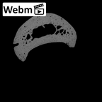 NH MER35 95 Gorilla gorilla gorilla hand phalanx fourth proximal right ct stack movie
