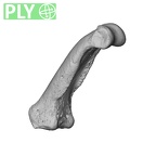 NH MER35 95 Gorilla gorilla gorilla hand phalanx fourth proximal right ply