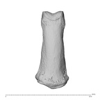 NH MER35 95 Gorilla gorilla gorilla hand phalanx second middle right dorsal