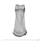 NH MER35 95 Gorilla gorilla gorilla hand phalanx second middle right palmar