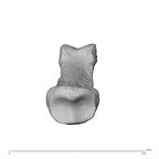 NH MER35 95 Gorilla gorilla gorilla hand phalanx second middle right proximal
