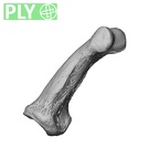 NH MER35 95 Gorilla gorilla gorilla hand phalanx second middle right ply