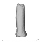 NH MER35 95 Gorilla gorilla gorilla hand phalanx second proximal right dorsal
