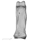 NH MER35 95 Gorilla gorilla gorilla hand phalanx second proximal right palmar