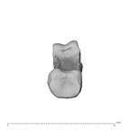 NH MER35 95 Gorilla gorilla gorilla hand phalanx second proximal right proximal