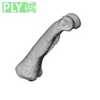 NH MER35 95 Gorilla gorilla gorilla hand phalanx second proximal right ply