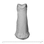 NH MER35 95 Gorilla gorilla gorilla hand phalanx third middle right dorsal