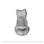 NH MER35 95 Gorilla gorilla gorilla hand phalanx third middle right proximal