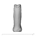 NH MER35 95 Gorilla gorilla gorilla hand phalanx third proximal right dorsal