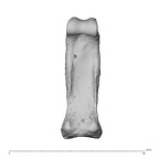 NH MER35 95 Gorilla gorilla gorilla hand phalanx third proximal right palmar