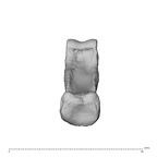 NH MER35 95 Gorilla gorilla gorilla hand phalanx third proximal right proximal