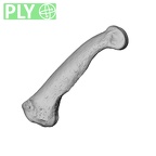 NH MER35 95 Gorilla gorilla gorilla hand phalanx third proximal right ply