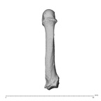 NH MER35 95 Gorilla gorilla gorilla metacarpal fifth left dorsal