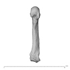 NH MER35 95 Gorilla gorilla gorilla metacarpal fifth left palmar