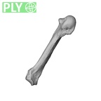 NH MER35 95 Gorilla gorilla gorilla metacarpal fifth left ply