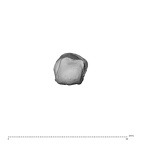 NH MER35 95 Gorilla gorilla gorilla metacarpal first left distal