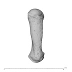 NH MER35 95 Gorilla gorilla gorilla metacarpal first left dorsal