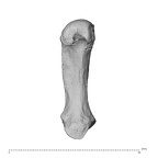 NH MER35 95 Gorilla gorilla gorilla metacarpal first left palmar