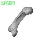 NH MER35 95 Gorilla gorilla gorilla metacarpal first left ply
