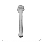 NH MER35 95 Gorilla gorilla gorilla metacarpal fourth left dorsal