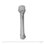 NH MER35 95 Gorilla gorilla gorilla metacarpal fourth left palmar