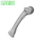 NH MER35 95 Gorilla gorilla gorilla metacarpal fourth left ply