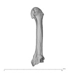 NH MER35 95 Gorilla gorilla gorilla metacarpal second left dorsal