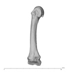 NH MER35 95 Gorilla gorilla gorilla metacarpal second left medial