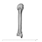 NH MER35 95 Gorilla gorilla gorilla metacarpal second left palmar