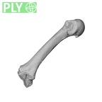 NH MER35 95 Gorilla gorilla gorilla metacarpal second left ply