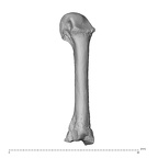 NH MER35 95 Gorilla gorilla gorilla metacarpal third left dorsal