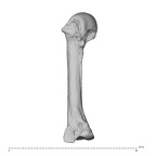 NH MER35 95 Gorilla gorilla gorilla metacarpal third left medial