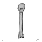 NH MER35 95 Gorilla gorilla gorilla metacarpal third left palmar