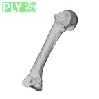 NH MER35 95 Gorilla gorilla gorilla metacarpal third left ply