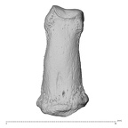 NH MER36 264 Gorilla gorilla gorilla hand phalanx fifth middle left dorsal