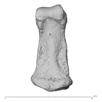 NH MER36 264 Gorilla gorilla gorilla hand phalanx fifth middle left palmar