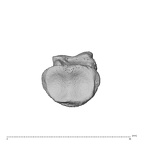 NH MER36 264 Gorilla gorilla gorilla hand phalanx fifth middle left proximal