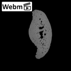 NH MER36 264 Gorilla gorilla gorilla hand phalanx fifth middle left ct stack movie