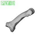 NH MER36 264 Gorilla gorilla gorilla hand phalanx fifth middle left ply