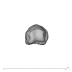 NH MER36 264 Gorilla gorilla gorilla hand phalanx fifth proximal left distal