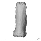 NH MER36 264 Gorilla gorilla gorilla hand phalanx fifth proximal left dorsal