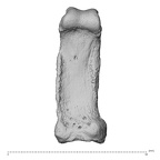 NH MER36 264 Gorilla gorilla gorilla hand phalanx fifth proximal left palmar