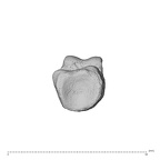 NH MER36 264 Gorilla gorilla gorilla hand phalanx fifth proximal left proximal