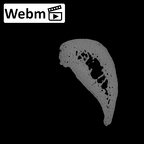 NH MER36 264 Gorilla gorilla gorilla hand phalanx fifth proximal left ct stack movie