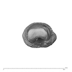NH MER36 264 Gorilla gorilla gorilla hand phalanx first proximal left distal
